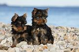 YORKSHIRE TERRIER 362